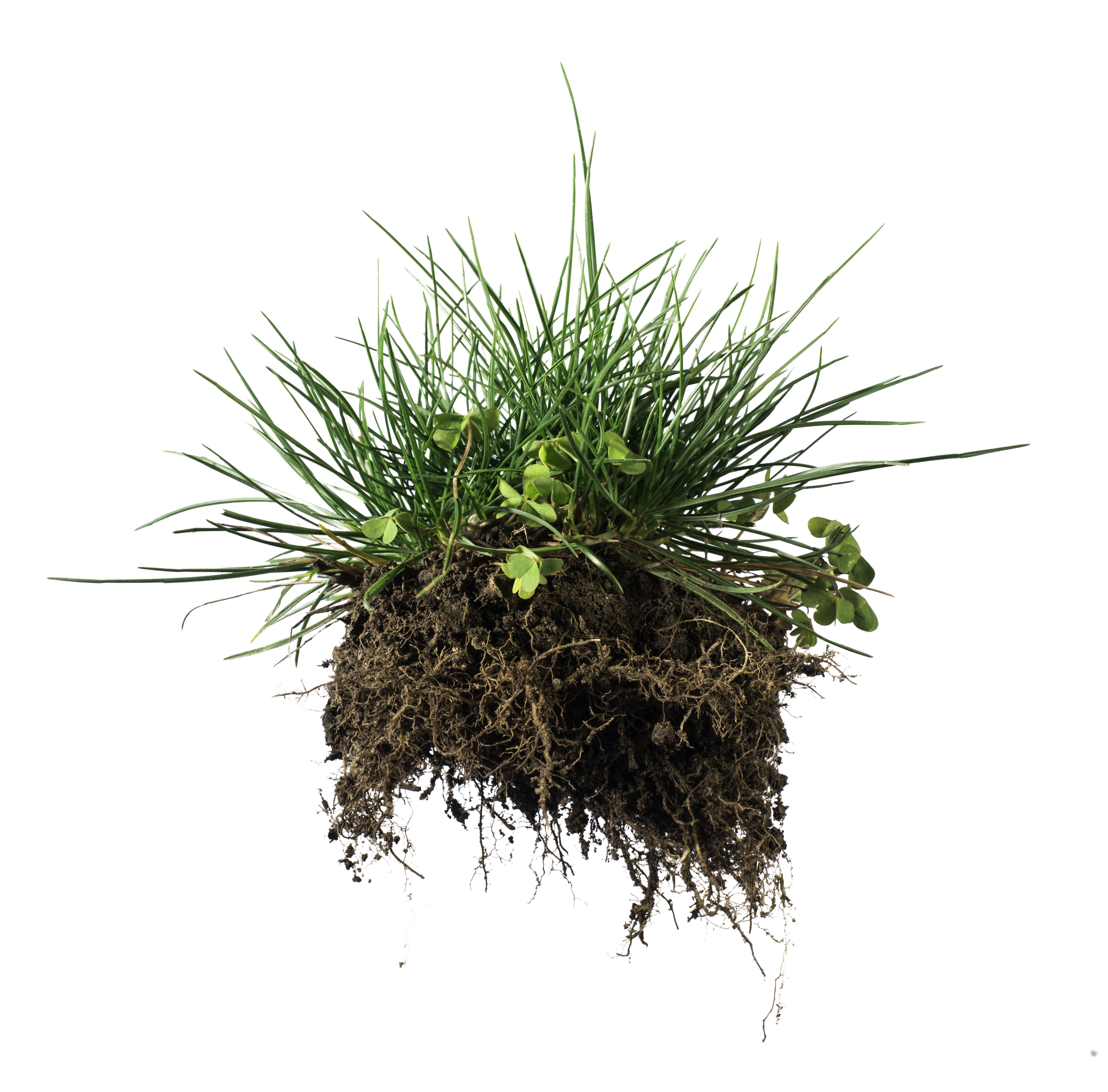 a patch of uprooted grass